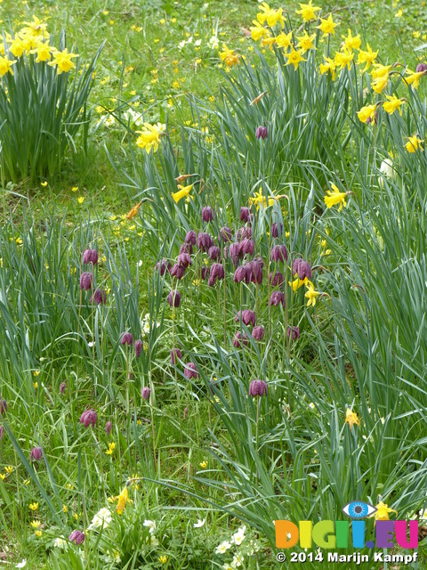 FZ004540 Snake's head fritillary (Fritillaria meleagris) and Daffodills (narcissus)